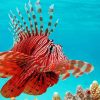 Red Lionfish Diamond Painting