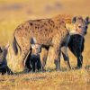 Spotted Hyena Animal Family Diamond Painting