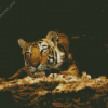 Wild Tiger In The Night Diamond Painting