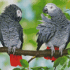 African Grey Parrots On Stick Diamond Painting