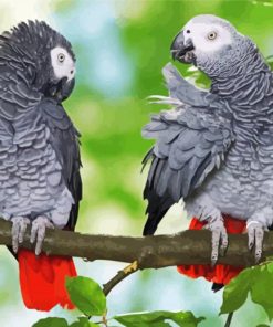 African Grey Parrots On Stick Diamond Painting