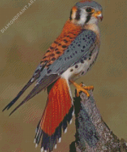 American Kestrel Bird Diamond Painting paint by numbers