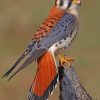 American Kestrel Bird Diamond Painting paint by numbers