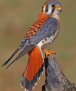 American Kestrel Bird Diamond Painting paint by numbers