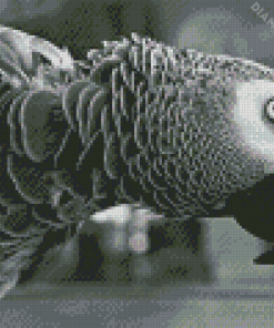 Black And White Grey Parrot Animals Diamond Painting