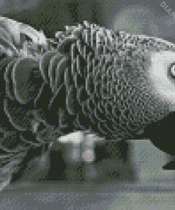 Black And White Grey Parrot Bird Diamond Painting