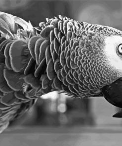 Black And White Grey Parrot Bird Diamond Painting