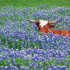 Bluebonnet And Longhorn Diamond Painting