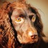 Boykin Spaniel Dog Diamond Painting