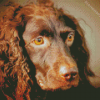 Boykin Spaniel Dog Diamond Painting