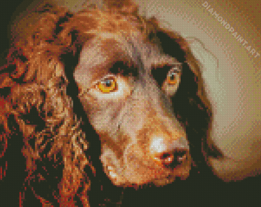 Boykin Spaniel Dog Diamond Painting