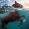 Brown Horse In Water Diamond Painting