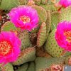 Cactus Plant With Pink Roses Diamond Painting