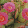 Cactus Plant With Pink Roses Diamond Painting