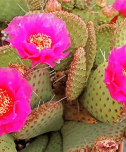 Cactus Plant With Pink Roses Diamond Painting