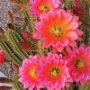 Cactus With Pink Roses Diamond Painting