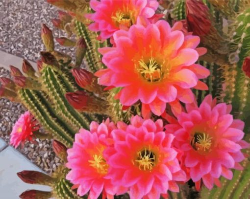 Cactus With Pink Roses Diamond Painting