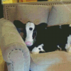 Cow On A Couch Diamond Painting