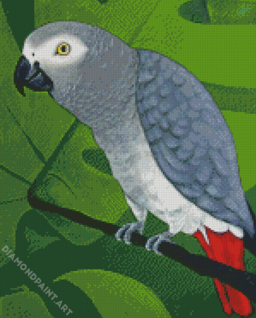 Grey Parrot Diamond Painting