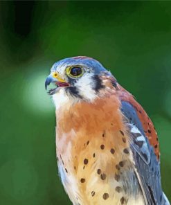 Kestrel Bird Diamond Painting