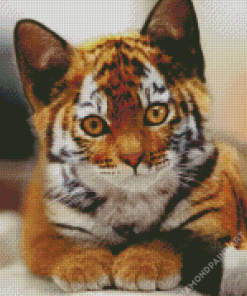 Kitten Tiger Diamond Painting