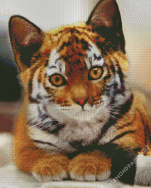 Kitten Tiger Diamond Painting