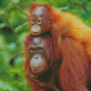 Orangutans Monkeys Animals Diamond Painting