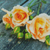 Peach Roses Diamond Painting