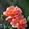 Peach Roses Flowers Plant Diamond Painting