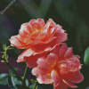 Peach Roses Flowers Plant Diamond Painting