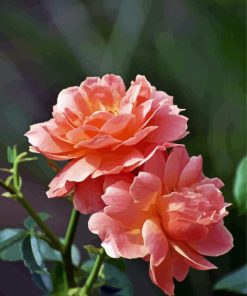 Peach Roses Flowers Plant Diamond Painting