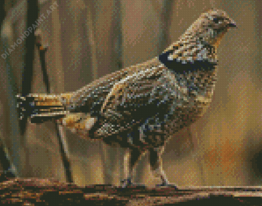 The Grouse Bird Diamond Painting