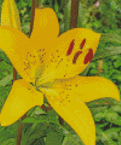 Yellow Lily Diamond Painting