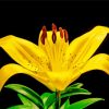 Yellow Lily Flower Plant Diamond Painting