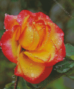 Yellow And Pink Roses With Water Drops Diamond Painting