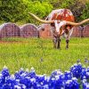 Aesthetic Bluebonnet And Longhorn Diamond Painting