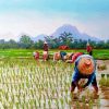 Aesthetic Rice Field Diamond Painting