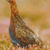 Aesthetic Grouse Bird Diamond Painting