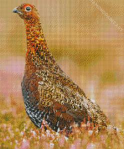 Aesthetic Grouse Bird Diamond Painting