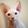 Aesthetic Hairless Cat Diamond Painting