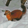 Marten Animal Diamond Painting