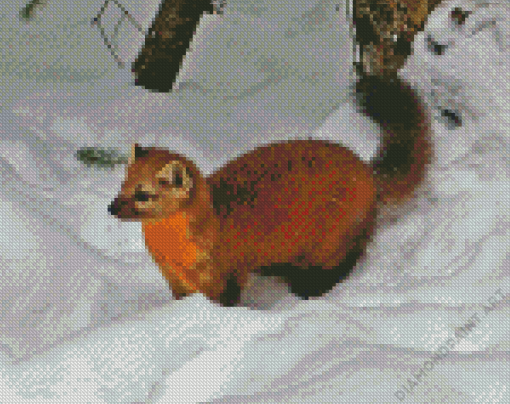 Marten Animal Diamond Painting