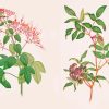 Aesthetic Plants Botanical Diamond Painting