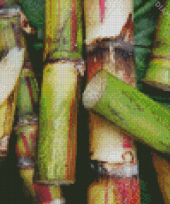 Aesthetic Sugarcane Plant Diamond Painting