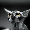 Black And White Hairless Cat Diamond Painting