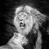 Black And White Lion And Lioness Diamond Painting