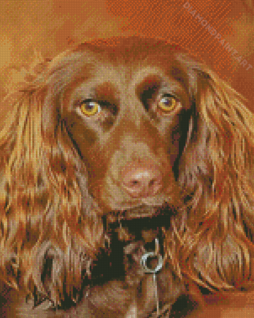 Brown Boykin Spaniel Dog Diamond Painting