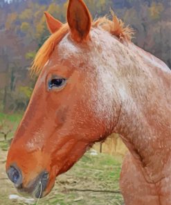 Brown Cob Horse Animal Diamond Painting