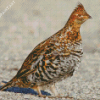 Brown Grouse Diamond Painting