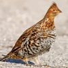 Brown Grouse Diamond Painting